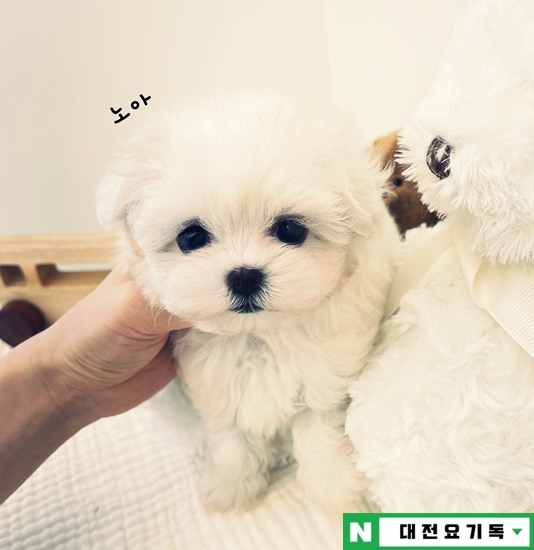  청주강아지분양 3대질병보장 평생 받았어요!