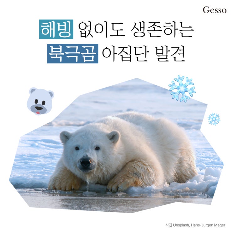 [환경 이슈] 해빙 없이도 생존하는 북극곰 아집단 발견
