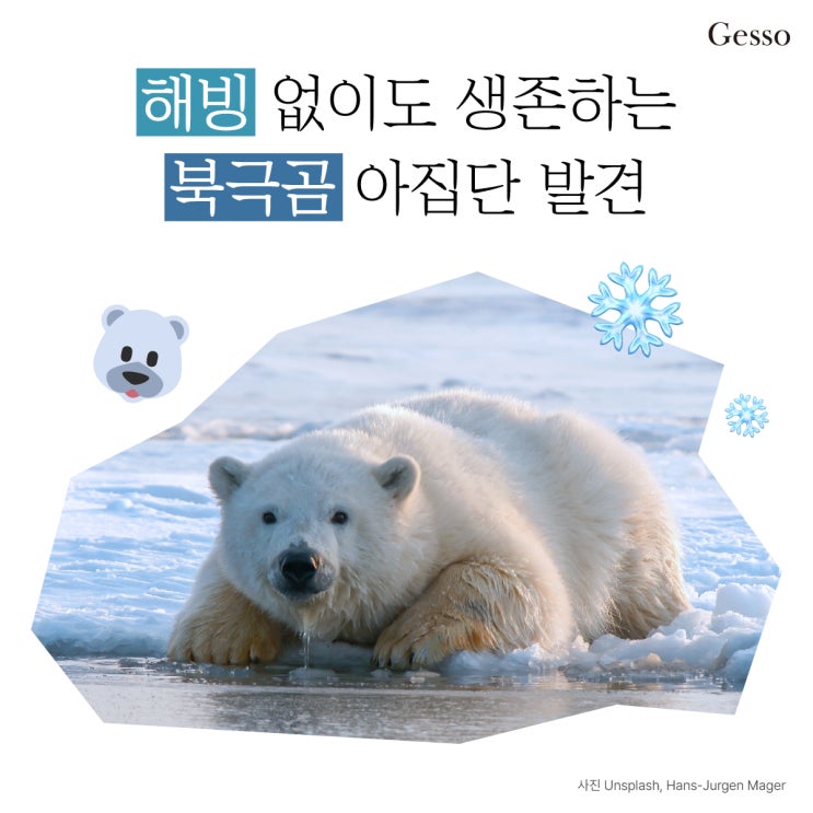  [환경 이슈] 해빙 없이도 생존하는 북극곰 아집단 발견