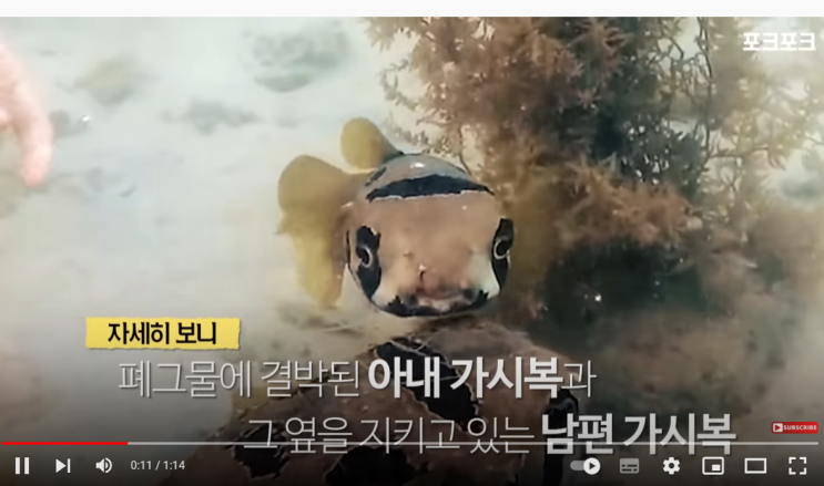  그물에 걸린 가시복 풀어주기_바닷속 폐기물 줄이기 바다쓰담