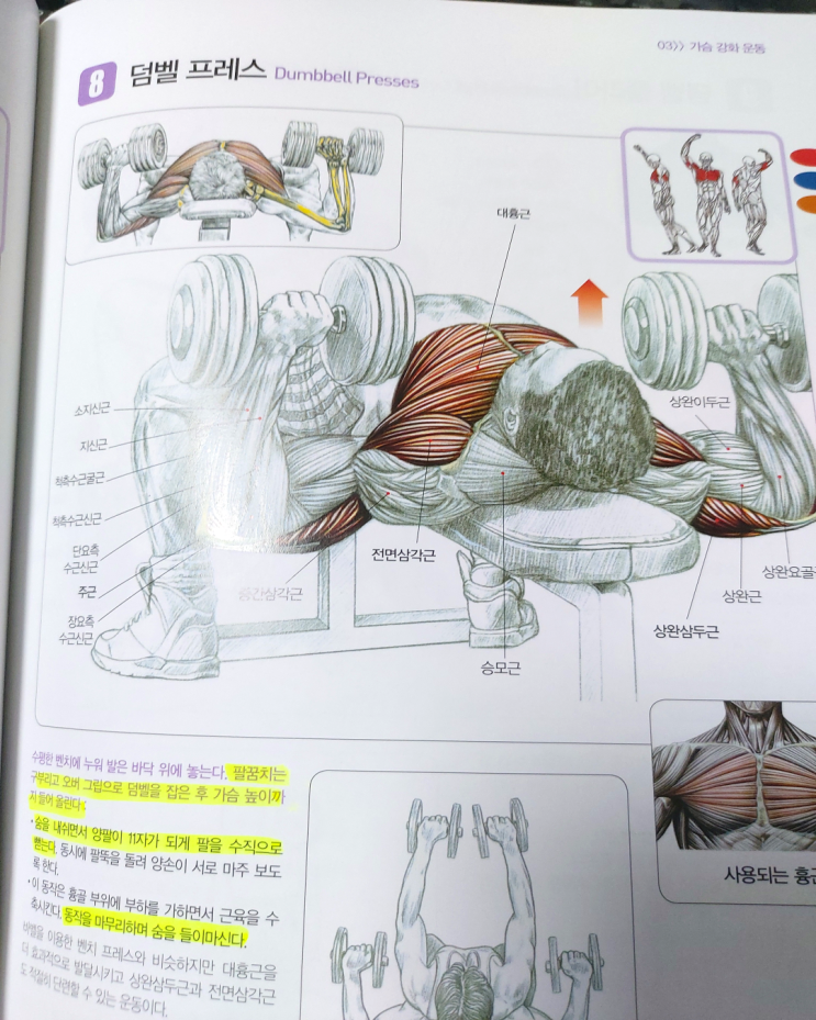 헬린이의 헬스장 탈출기 <9화: 가슴근육이란?>