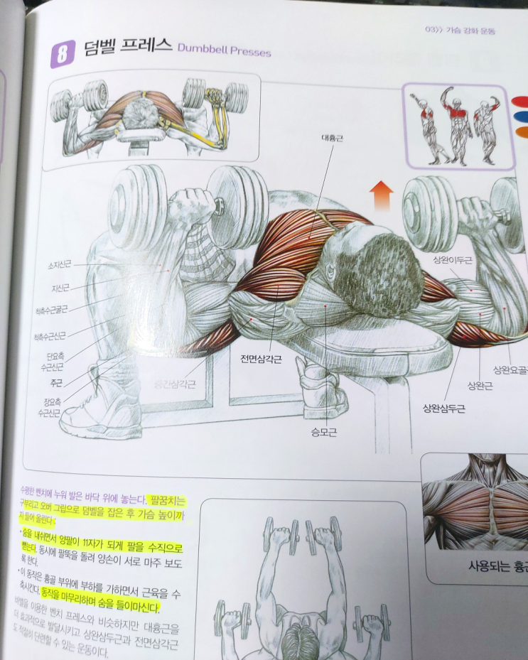 헬린이의 헬스장 탈출기 &lt;9화: 가슴근육이란?&gt;