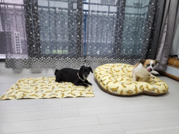 강아지 방석 강아지 냉방병 예방 쿨매트는 필수템 강아지 방석 강아지 냉방병 예방 쿨매트는 필수템