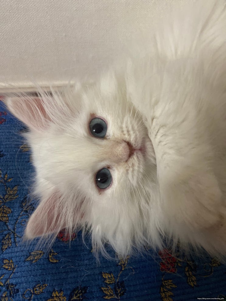  고양이 눈  고양이 눈 색변화 (오드아이, 파이아이)
