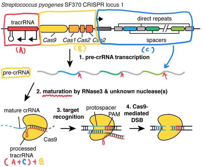 용어로 배우는 크리스퍼 (CRISPR)  Cas9 유전자 가위의 원리 (1)