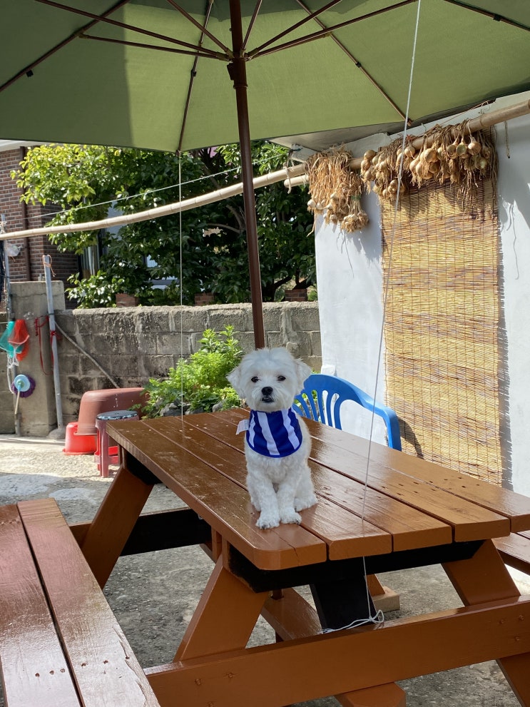  외할머니댁 일주일살이 (with 쿠키)