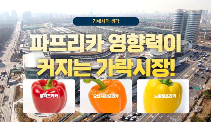  [긴급 진단] 파프리카를 잡는 자~ 가락시장 고추실적을 지배합니다!