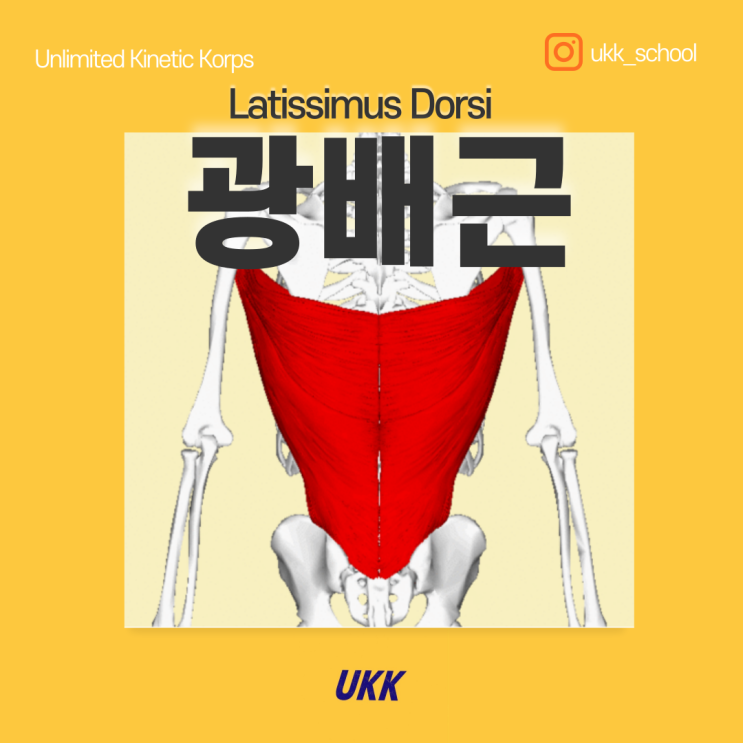  광배근 Latissimus Dorsi