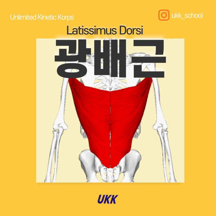 광배근 Latissimus Dorsi