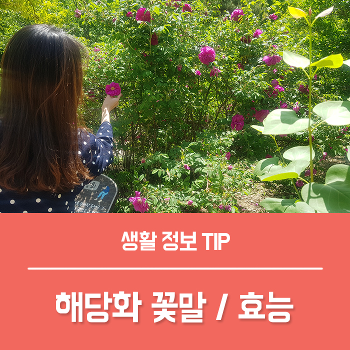  해당화 꽃말 해당화 열매 효능 꽃차 술 담그기