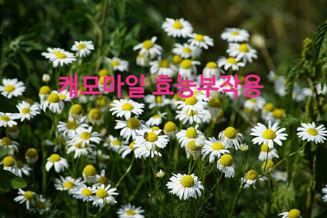  캐모마일 효능 부작용 (ft. 카모마일 핸드크림 추천 캐모마일차)