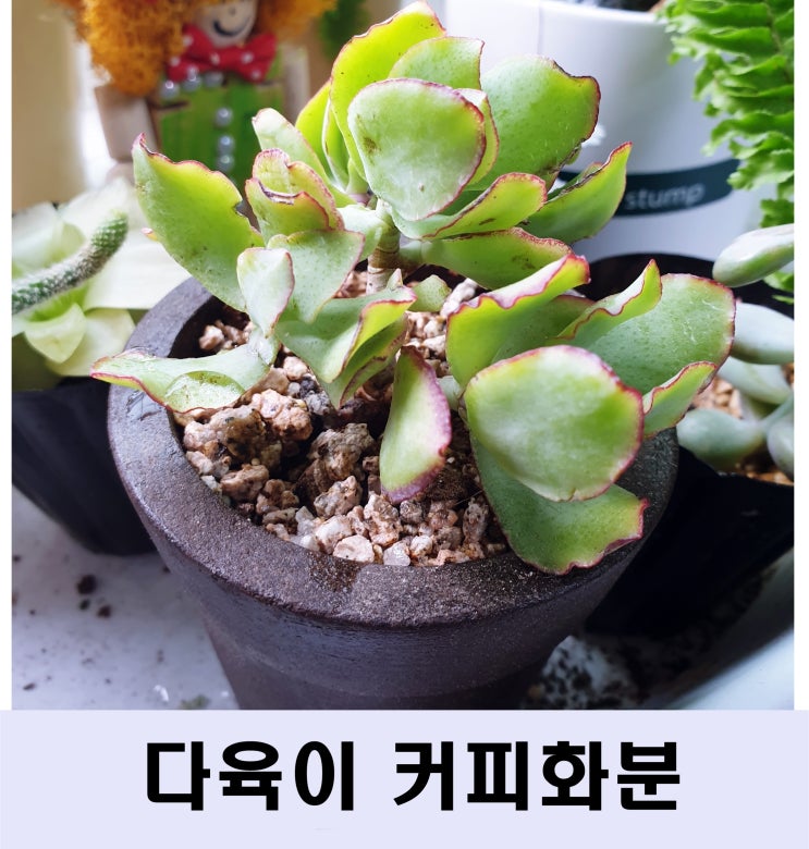  마음을 잇다 다육이 커피화분으로 다육이를 키워요