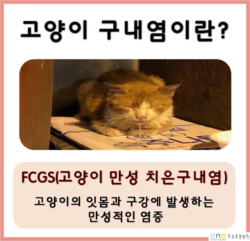 수원 치과동물병원｜고양이 구내염으로