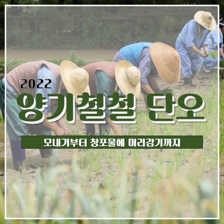 '양기철철 단오' 돌아보기! (feat.모내기~창포물 머리감기)️