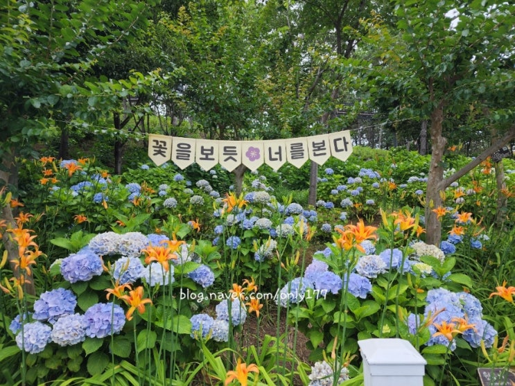 울산장생포수국정원 무궁화동산 울산꽃구경하기좋은곳
