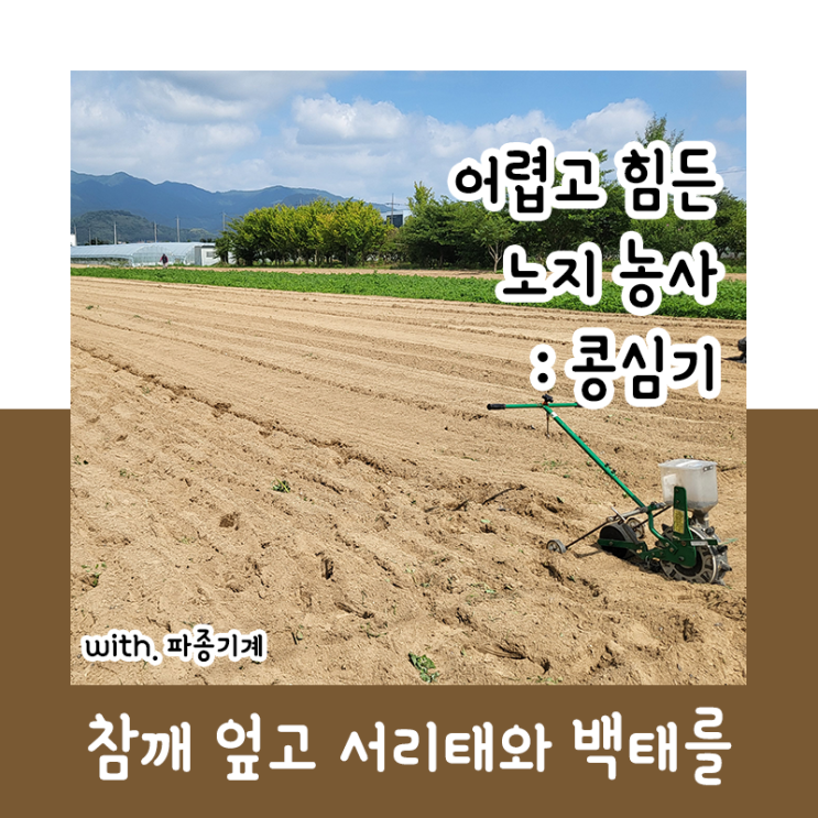  어렵고 힘든 노지 농사 : 콩심기