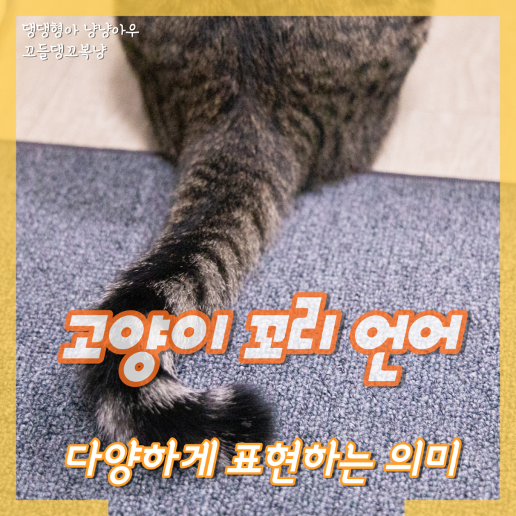  고양이 꼬리 언어, 다양하게 표현하는 의미는 무엇일까?