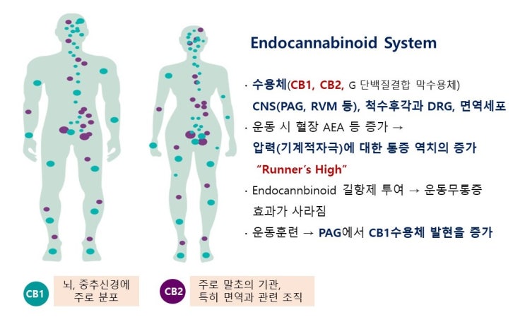  러너스하이(runner's high)와 운동중독(exercise addiction), 엔도카나비노이드, 베타엔돌핀