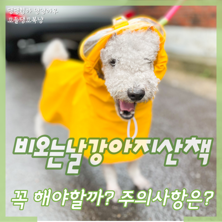  비오는날 강아지 산책 우비 입고 꼭 해야 하는 걸까?