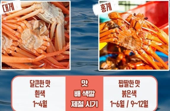 영덕 대게 제철과 가장 맛있는 시기 알아보다