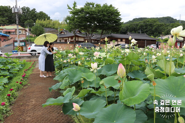 옥천읍 교동리 연꽃 만개...사진 촬영 명소로 인기