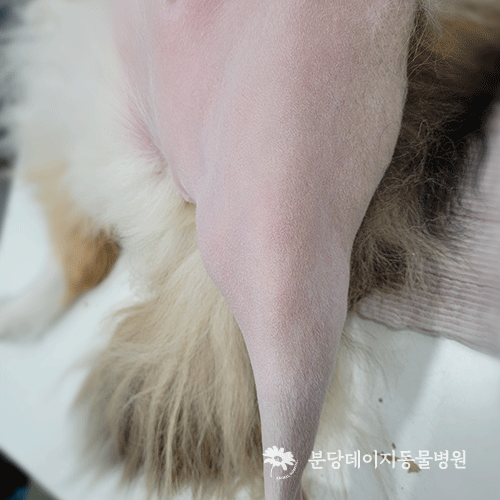강아지 뒷다리 종괴 허벅지에 발생한 지방종 수술적 제거┃분당데이지동물병원