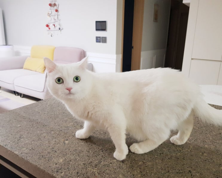  냥냥