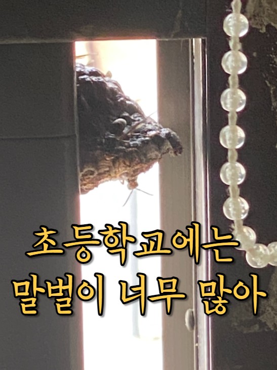  초등학교에는 말벌이 너무 많아