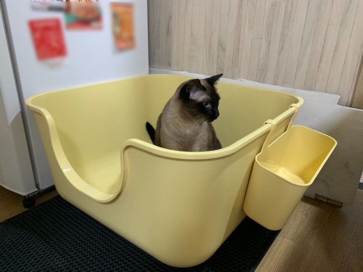  [내돈내산] 뚱냥이도 거뜬한 고양이 화장실, 강집사 스퀘어 화장실