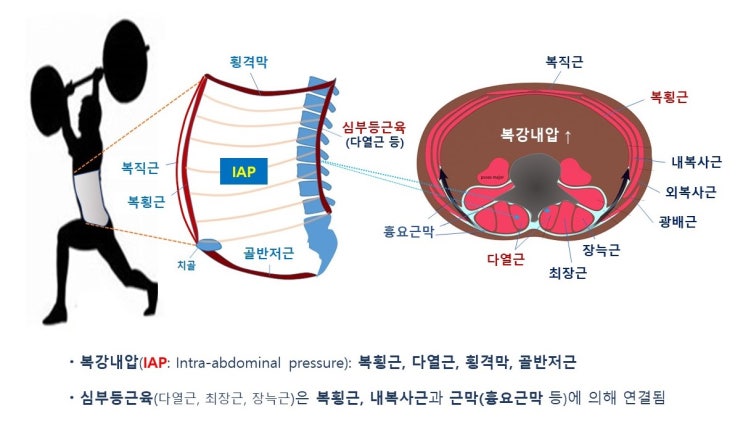  심부코어근육과 코어운동, 복강내압(IAP), 복횡근, 다열근, 횡격막, 골반저근, 그리고 흉요근막