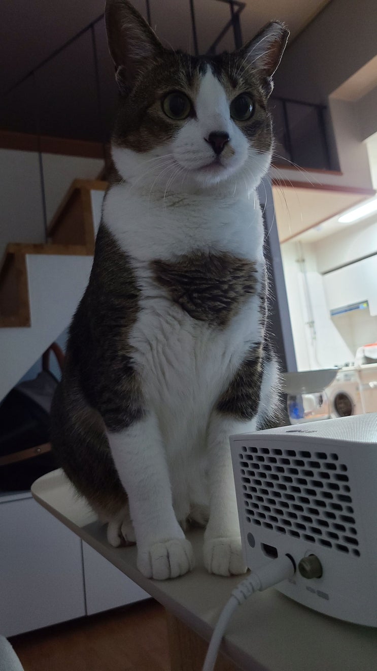  [고양이 일기] 공주 발치 회복편_3편