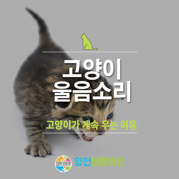 고양이가 우는 이유 고양이가 밤새 울어요(고양이 울음소리) : 네이버 블로그 고양이가 우는 이유 고양이가 밤새 울어요(고양이 울음소리) : 네이버 블로그