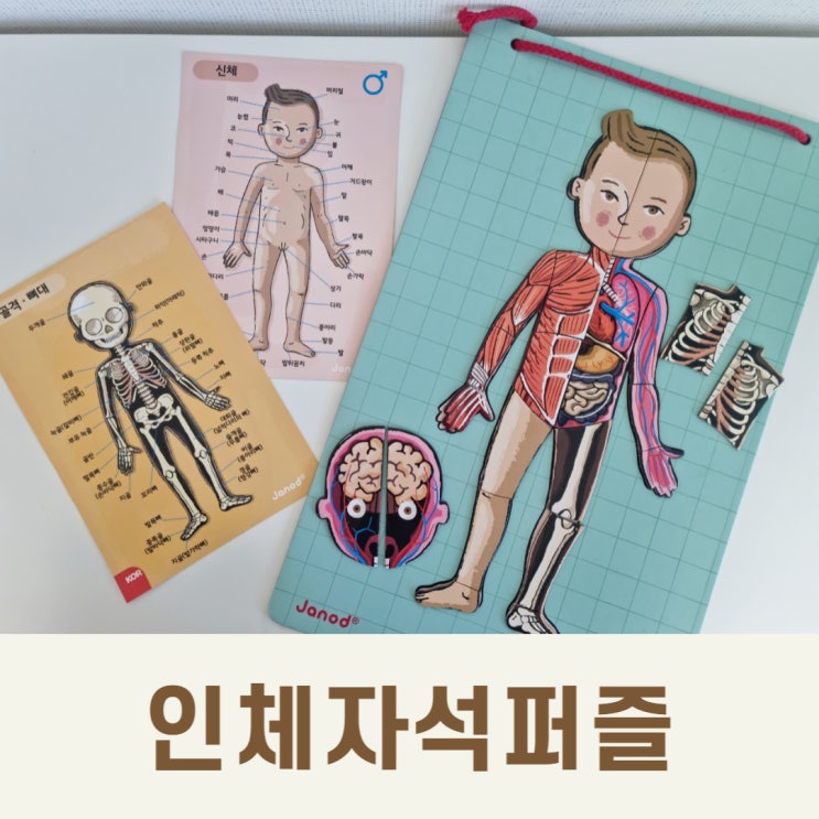  인체의 신비, 자석퍼즐로 우리 몸을 알아요!