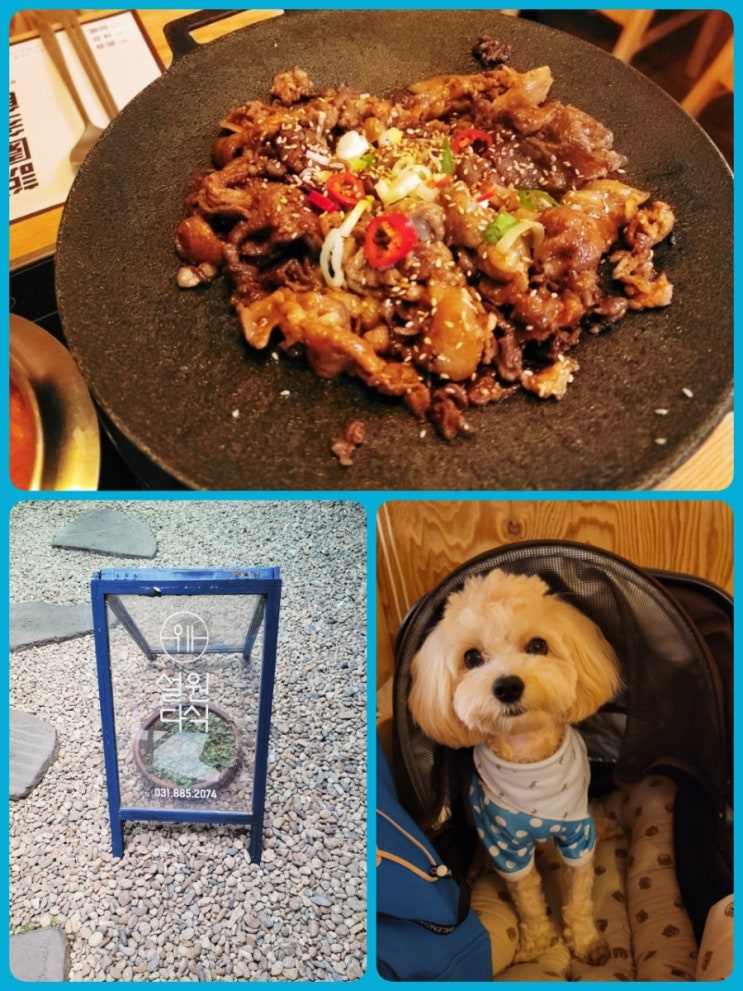  여주 식당 애견동반 한정식 맛집ㅣ설원다식ㅣ보리굴비와 제육볶음 내돈내산 크림 말티푸 카이와 함께