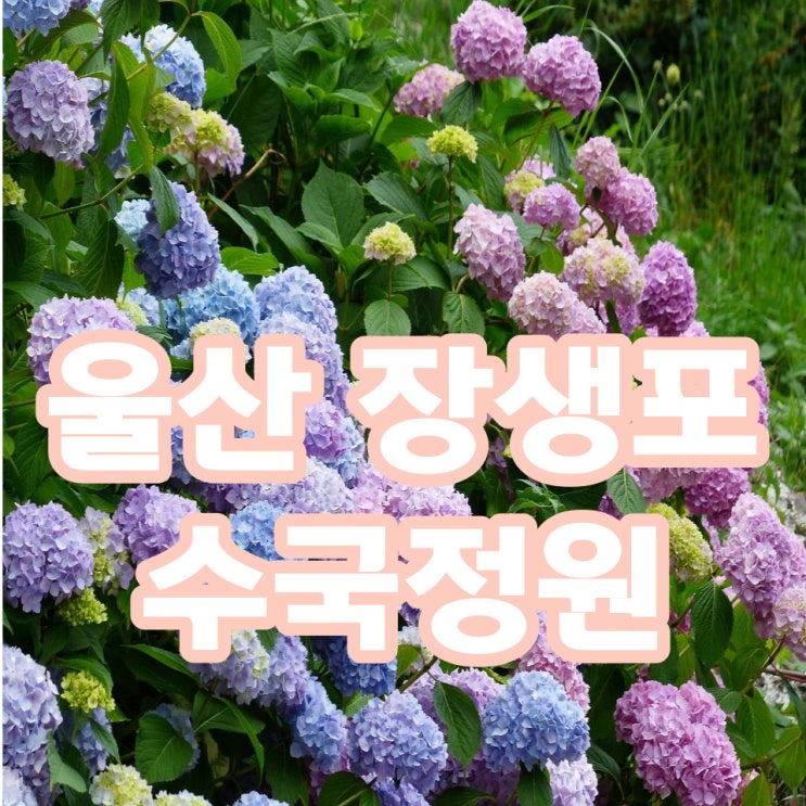  울산 장생포 수국 개화현황
