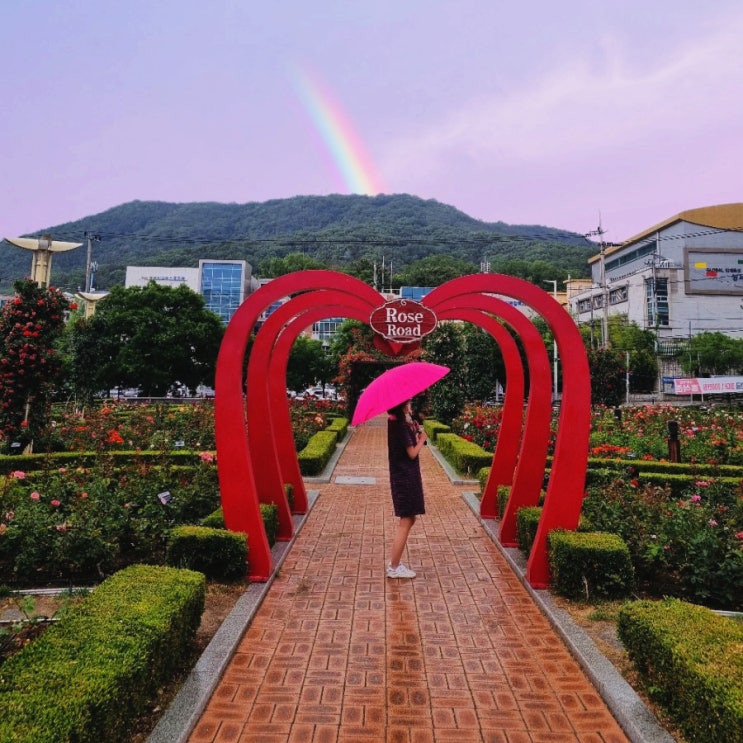 대구 이곡장미공원 산책로 비오는날 데이트코스로 좋은 장미꽃 명소