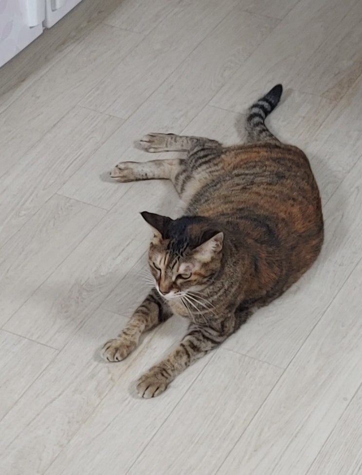  주간일기 쓰라니까 또 써본다.