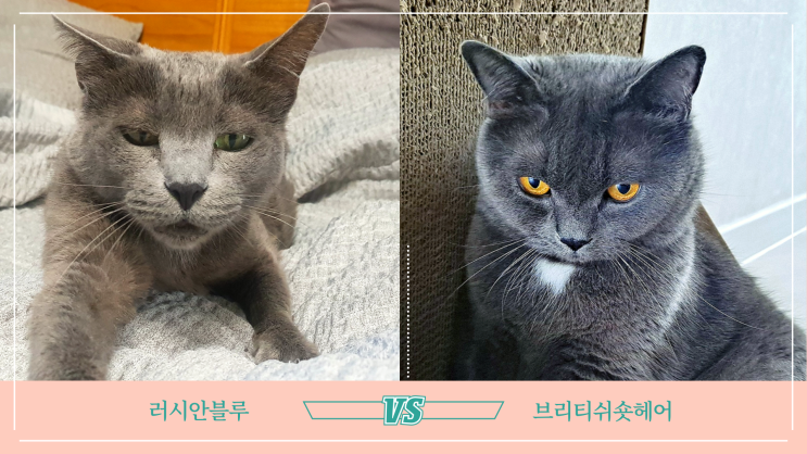  러시안블루 분양 전 알아두면 좋은 성격과 브리티시숏헤어 차이점