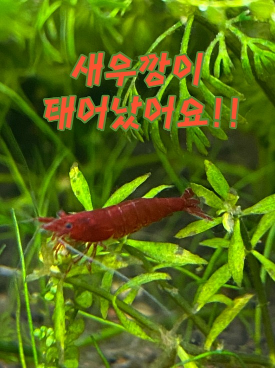  새우깡이 태어났어요!!