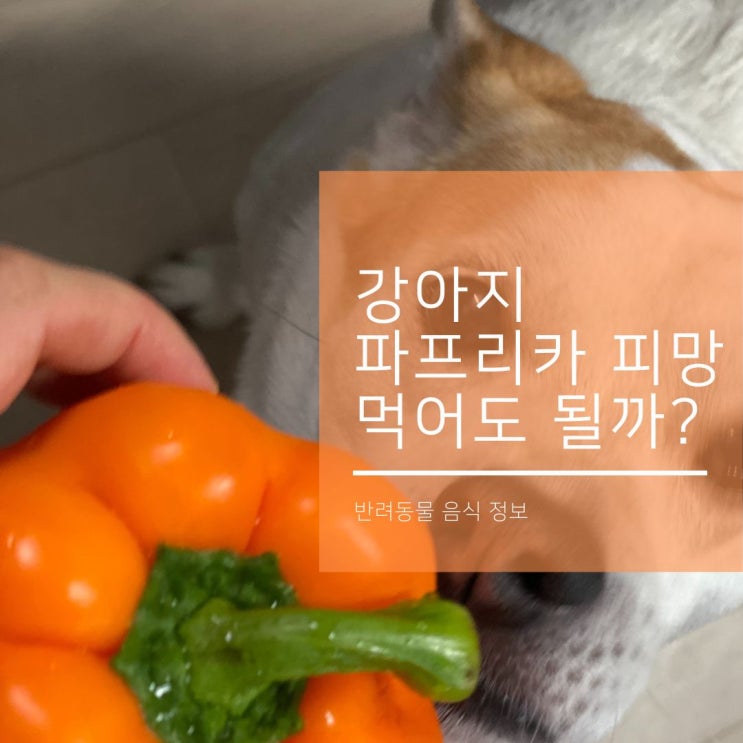  강아지 파프리카와 피망 먹어도  되는 채소일까?
