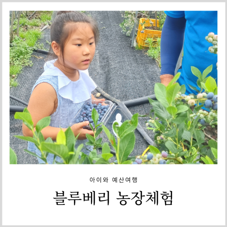 블루베리체험농장 예산 은혜농원 아이와 블루베리체험 블루베리체험농장 예산 은혜농원 아이와 블루베리체험
