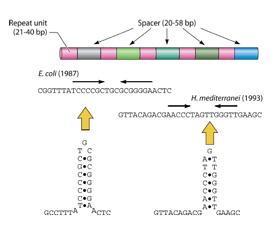 크리스퍼 (CRISPR/Cas9) 연대기- 이상한 유전자 배열의 발견(2)