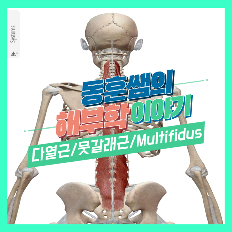 다열근 뭇갈래근 Multifidus 기시, 정지점에 대해 알아볼게요!