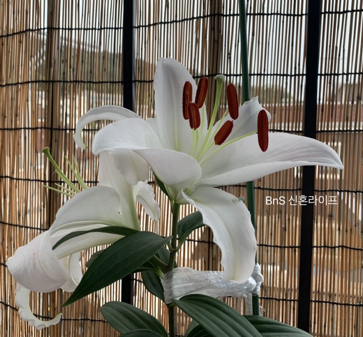 [백합키우기] 백합구근 화분에 심은지 3개월만에 꽃이 폈어요(백합꽃 개화, 지지대, 진딧물 제거)
