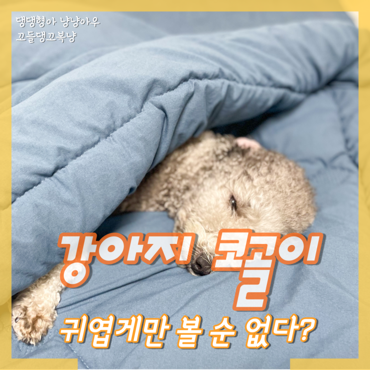  강아지 코골이 원인 마냥 귀엽게만 볼 수 없어요