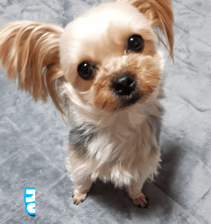  내이름은 강초코 