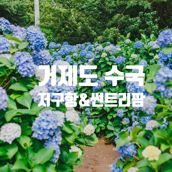  거제도 저구항 수국 및 썬트리팜 수국