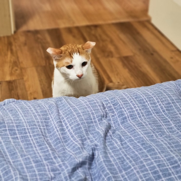  [고양이 관찰일지] 비만 고양이 김애옹 2021/06/01