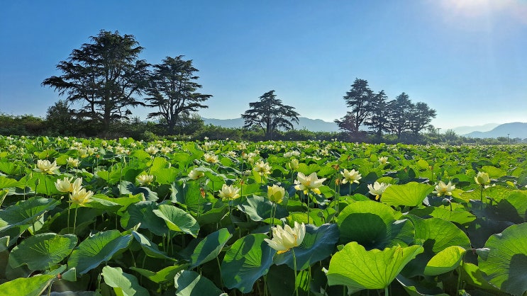  경주 동궁과 월지 연꽃단지 돌아보기