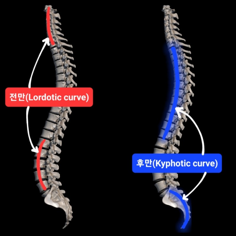 척주굽이(척주만곡, Vertebral curvature) : 경추, 흉추, 요추, 천추 만곡 : 네이버 블로그